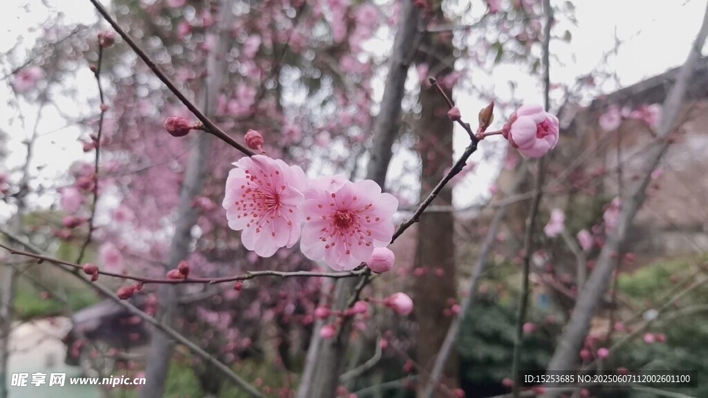 枝头绽放的粉嫩樱花