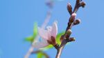 枝头桃花绽 蓝天映春色