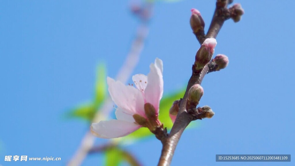 枝头桃花绽 蓝天映春色
