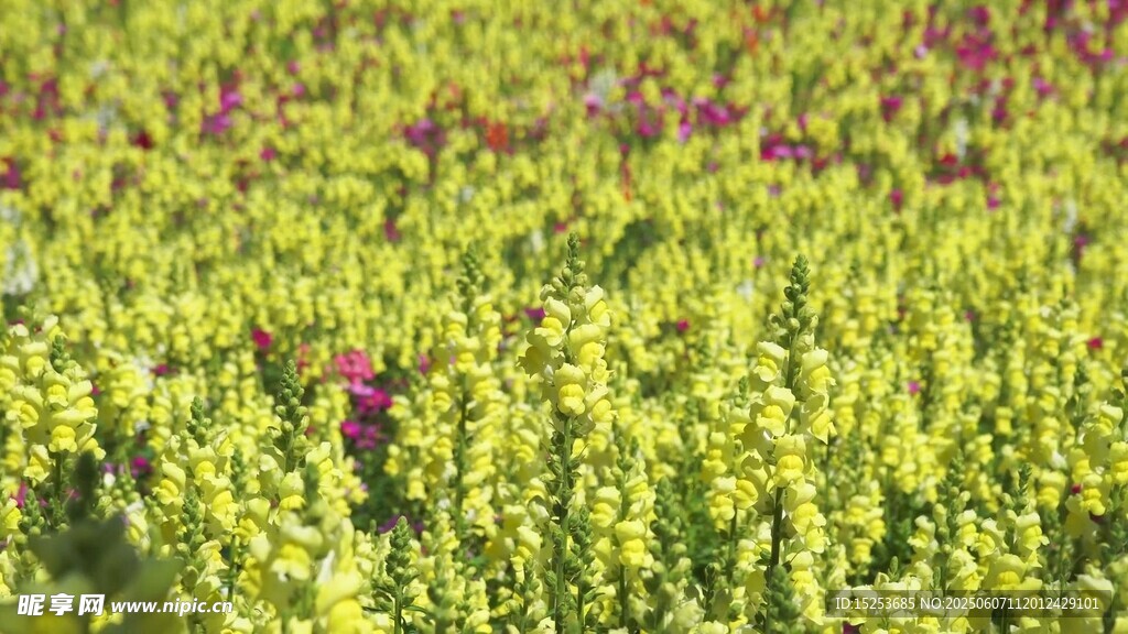 金黄花丛中的点点艳色