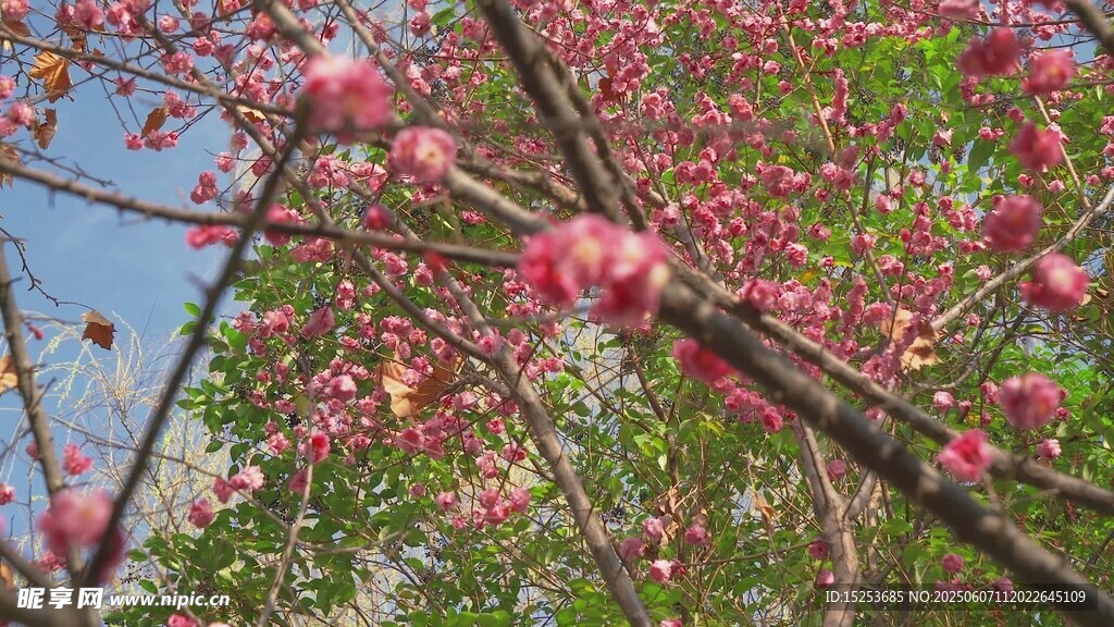 枝头绽放的粉嫩桃花