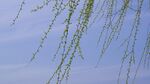垂柳依依映蓝天