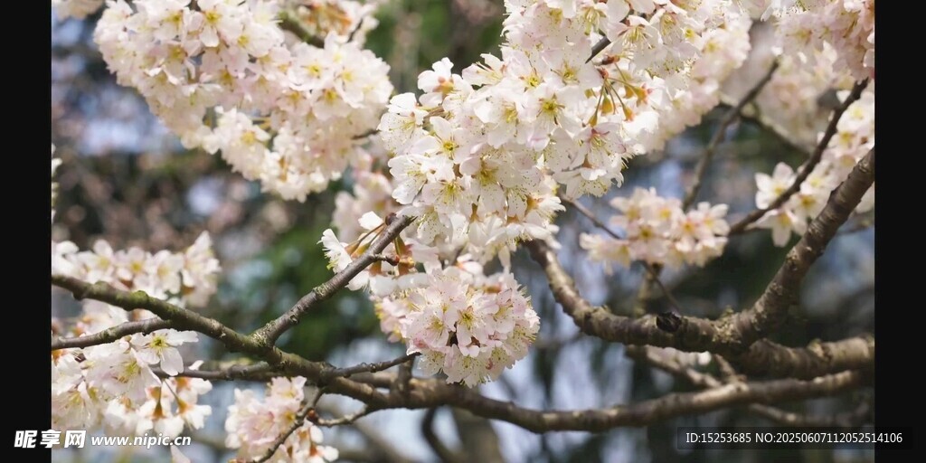 枝头绽放的洁白花朵