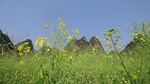 田野黄花与远处山峦
