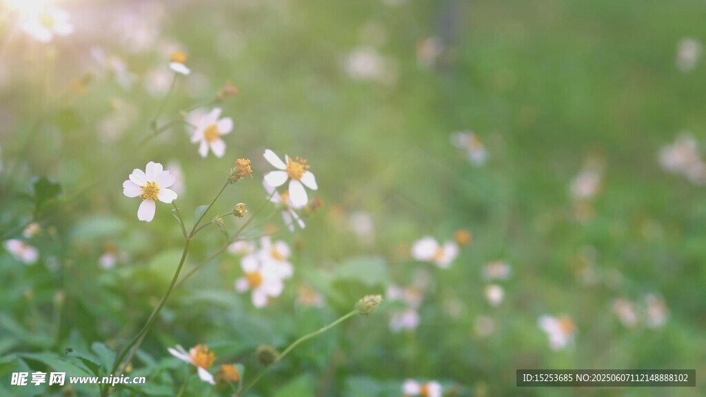 春日草地小花绽放