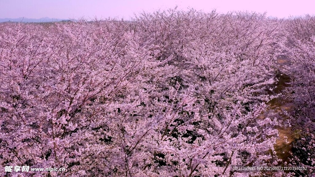 浪漫粉色樱花林美景