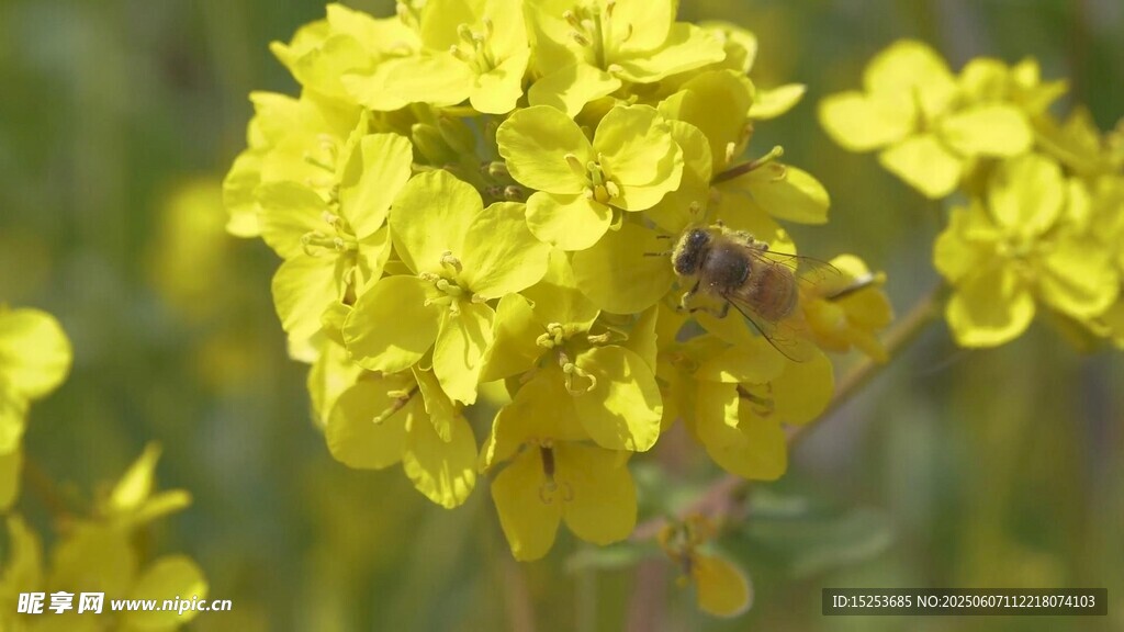 蜜蜂采蜜于黄色小花间