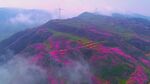 山间花海云雾缭绕美景