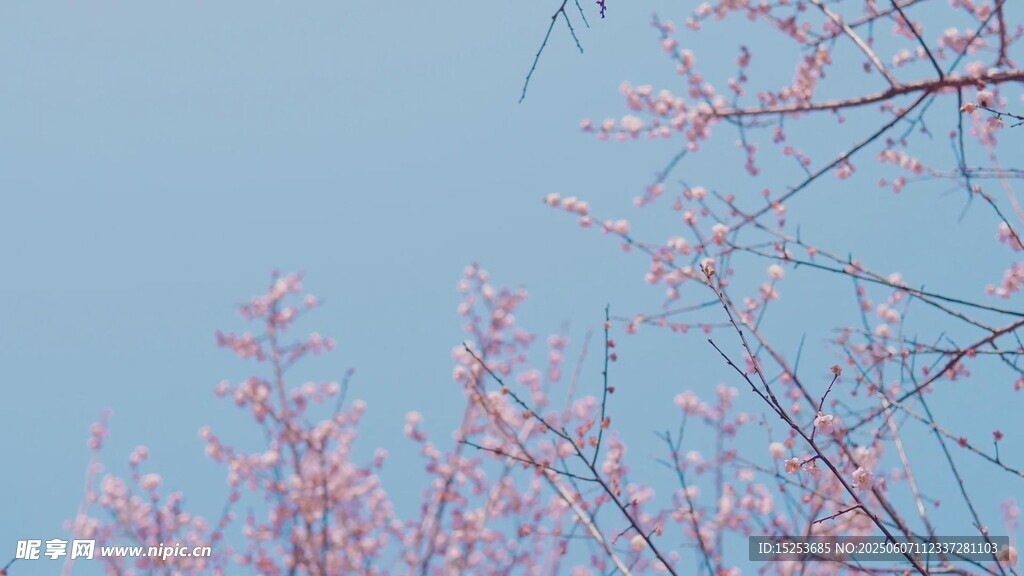 枝头粉花映蓝天