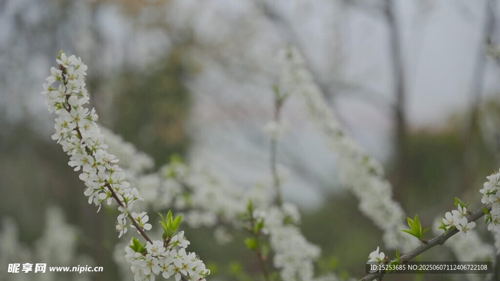 枝头绽放的白色小花