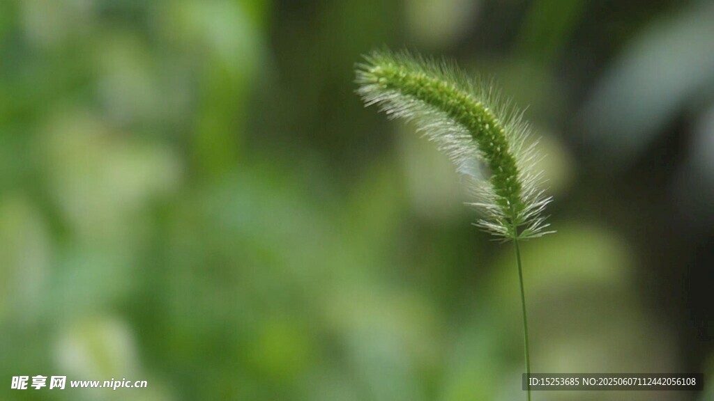 一株毛茸茸的狗尾巴草