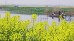 春日油菜花田河畔美景