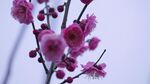 娇艳绽放的粉色梅花枝