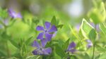 紫色小花绽放绿叶间