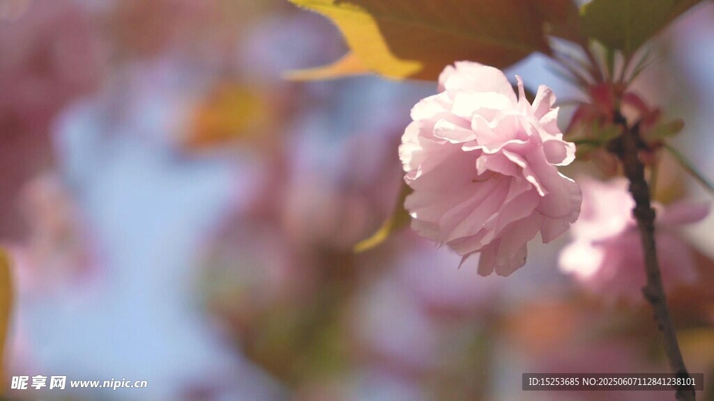 娇艳绽放的粉色樱花