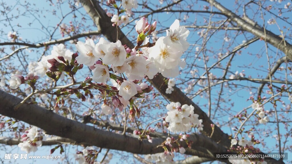 蓝天映衬下的粉嫩樱花枝