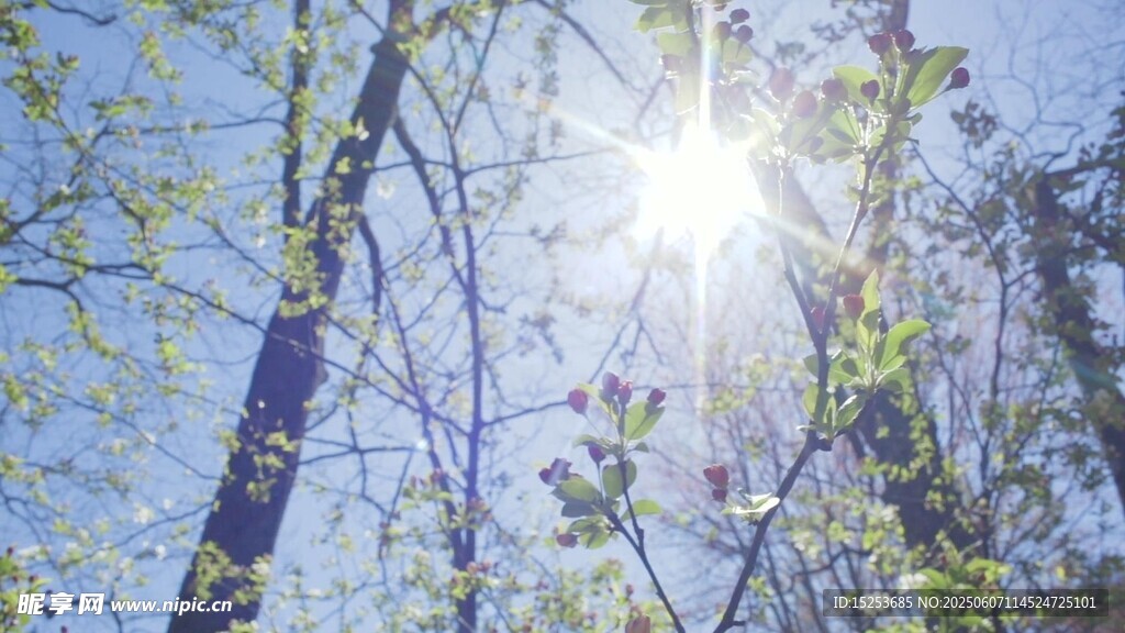 阳光穿透树林的春日景象