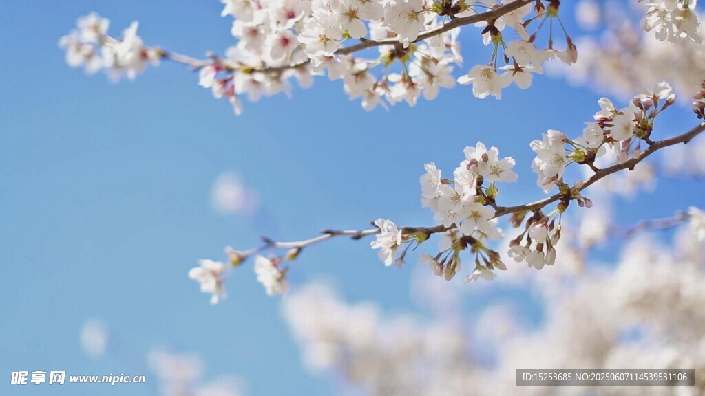 枝头绽放的洁白春日花朵