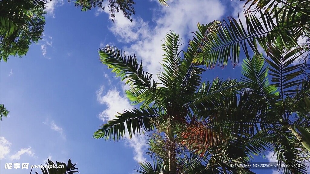 蓝天椰树美景