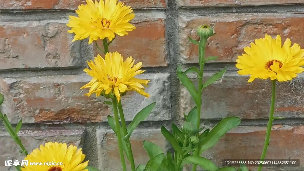 墙边绽放的黄色小雏菊