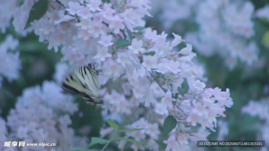 淡紫色花朵上的蜜蜂