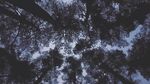 仰视夜空下的繁茂树枝
