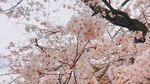烂漫樱花枝头绽放