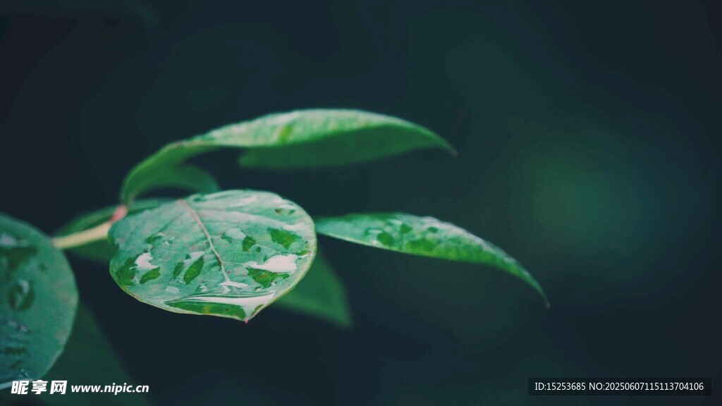 带水珠的嫩绿叶片
