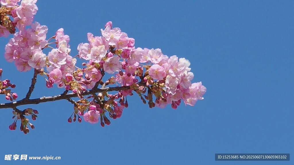 蓝天映衬下的粉嫩花枝