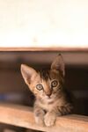 可爱的猫
