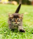 可爱的猫