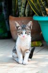 可爱的猫