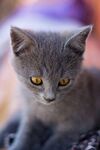 可爱的猫