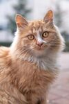 可爱的猫