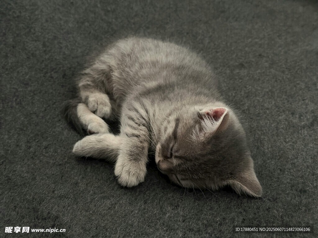 可爱的猫