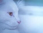 可爱的猫
