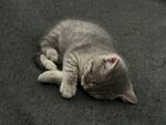 可爱的猫