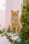 可爱的猫