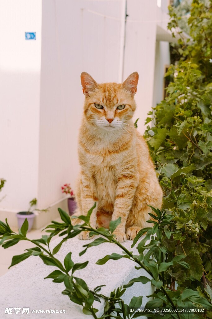 可爱的猫