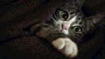 可爱的猫