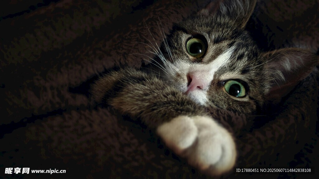 可爱的猫