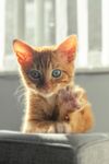 可爱的猫