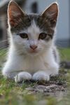 可爱的猫