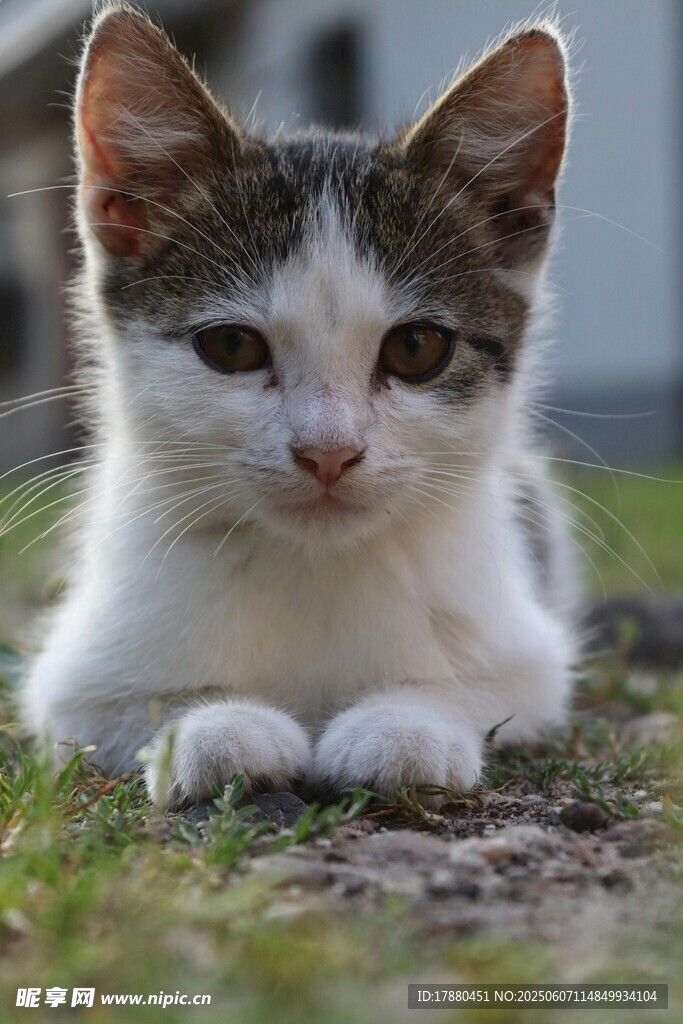 可爱的猫