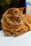 可爱的猫