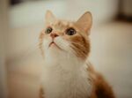 可爱的猫