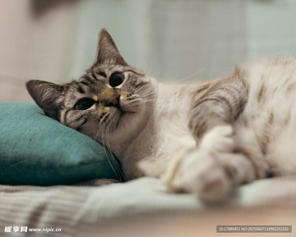 可爱的猫