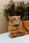 可爱的猫