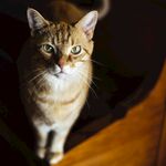 可爱的猫