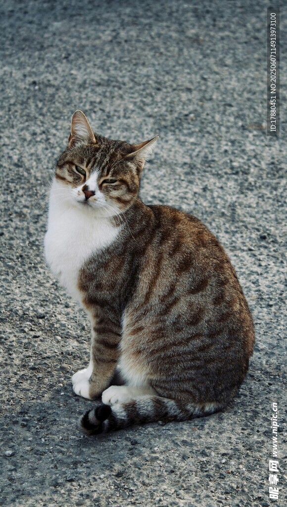 可爱的猫